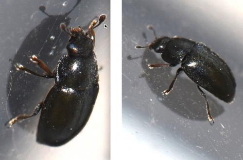 Meligethinae